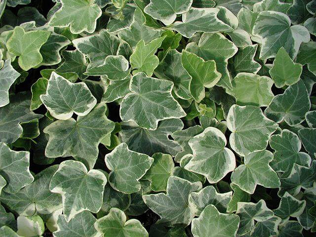 Hedera Helix Anne Marie, English Ivy 'Anne Marie', Common Ivy 'Anne Marie', European Ivy 'Anne Marie', Ivy 'Anne Marie', Ivy 'Ann Marie', Ivy 'Anna Marie', Evergreen Vines, Evergreen Groundcover, Shade perennials